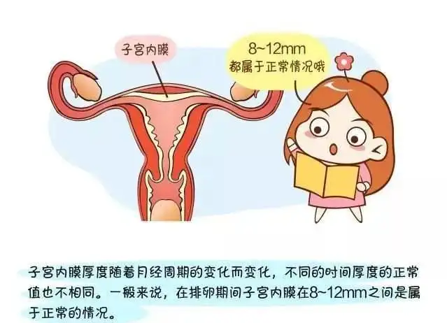 女性子宫内膜厚度是什么意思