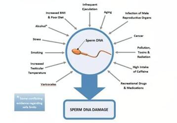 男性精子碎片率高会影响胚胎质量吗?男性备孕同样重要!