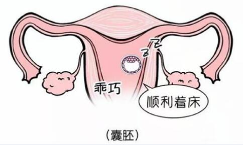 试管婴儿移植后几天能着床