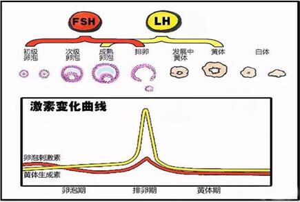 FSH达到多少是卵巢早衰,卵巢功能下降怎么调理?