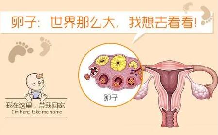 多囊卵巢综合症想怀孕怎么办?多囊应该吃什么有利于怀孕?