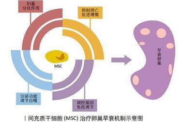 干细胞治疗卵巢早衰新进展?干细胞治疗卵巢早衰靠谱吗?