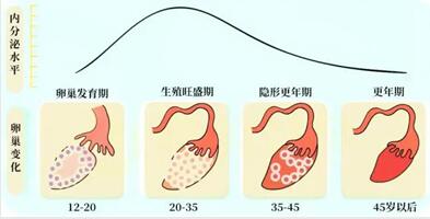 试管婴儿成功率分为妊娠率和活产率之分!