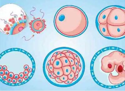 试管胚胎等级与成功率之间有什么关系?