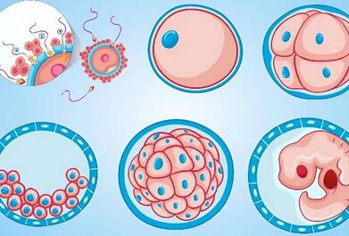试管移植桑椹胚胎着床几率多少?看到这你就知道了!