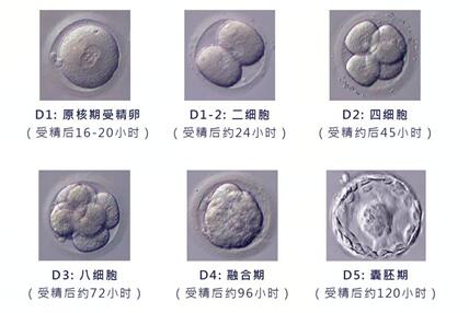 试管婴儿囊胚和孵化囊胚移植成功率哪个高?