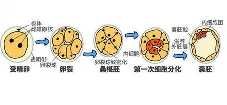 桑椹胚胎是不是最优质的?移植后成功率怎么样?