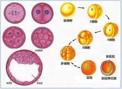 试管4个胚胎养囊移植成功率高吗?看完成功率分析再做判断!