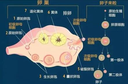 空卵泡什么意思?卵泡是空的怎么办?