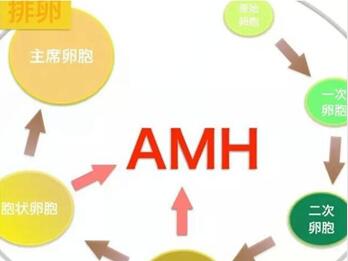 amh为0.24还有自然怀孕的可能吗?找对调理卵巢的方式很重要!