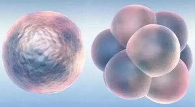 试管婴儿,为什么医生只建议移植一个胚胎?