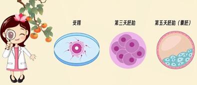 什么情况建议养囊?卵少到底要不要养囊?