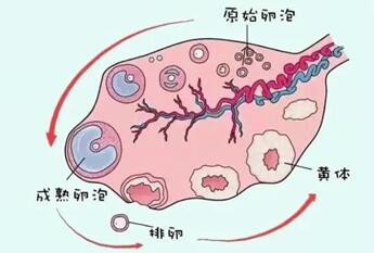 促排期间卵泡大小不均匀怎么办?这三种方法效果好快试试