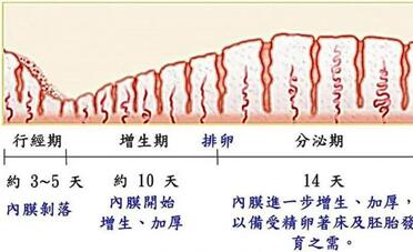 子宫内膜厚度受什么影响?子宫内膜厚跟什么有关?