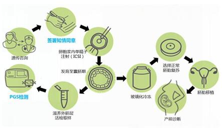 三代试管pgs筛查会伤害囊胚吗?只会筛选出更优质的囊胚