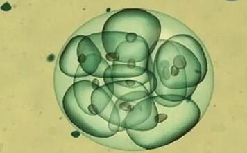 内膜异位移植囊胚成功率多少?过来人告诉你并不高