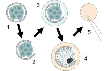 三代试管囊胚活检等级的划分标准是什么?活检具体数量需根据囊胚数量来判断