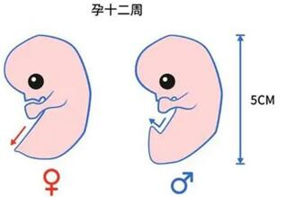 12周nt男宝特点图片展示