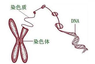 正常人染色体异常几率多大?染色体异常有什么症状