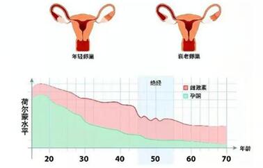 试管移植后卵巢增大的原因, 移植成功后卵巢增大的危害