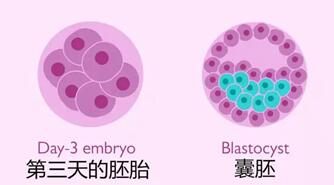 移植鲜胚失败后多久可以移植囊胚?鲜胚和囊胚哪个成功率高