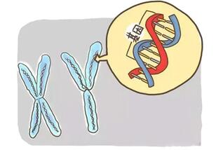 胚胎16号染色体三体胎停原因,三体是什么原因造成的