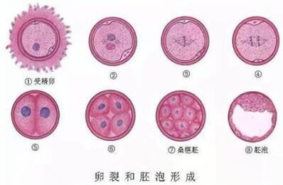 高龄女性试管婴儿移植鲜胚好还是冻胚好?具体情况要具体分析