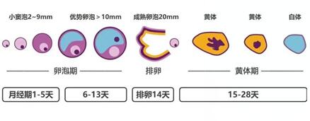 窦卵泡到成熟卵泡要几天?窦卵泡生长发育受哪些因素影响